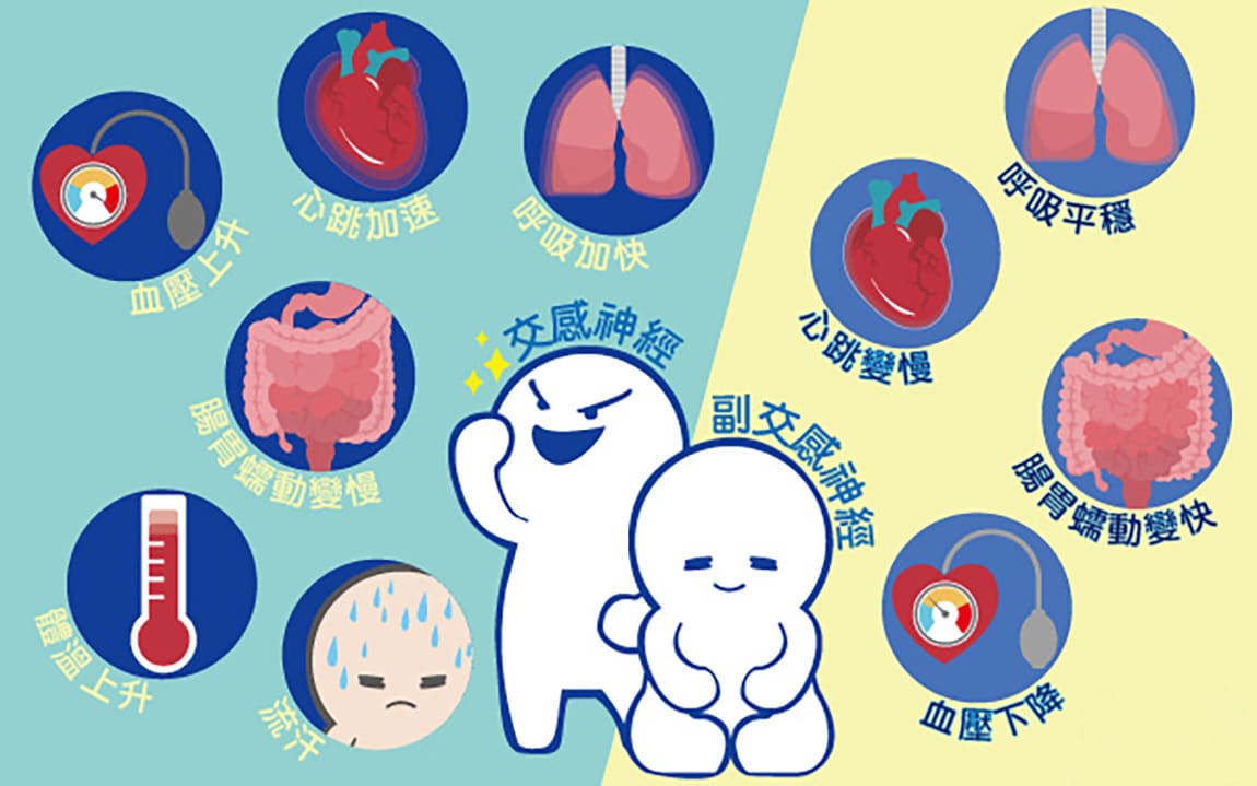 自律神經是什麼？與交感神經、副交感神經失調有什麼關係？  