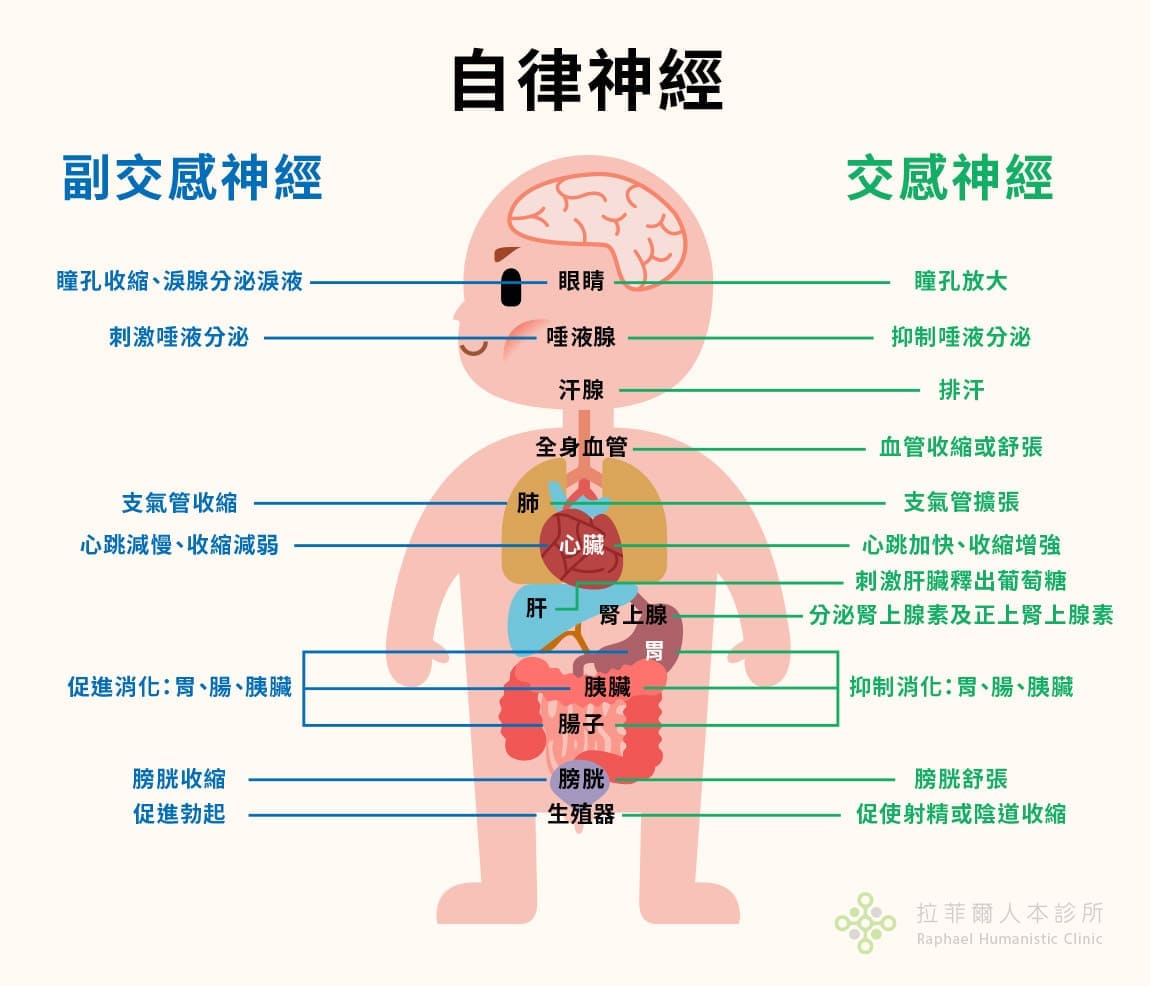 自律神經失調治療新方法 相應神經調節療法 拉菲爾人本診所