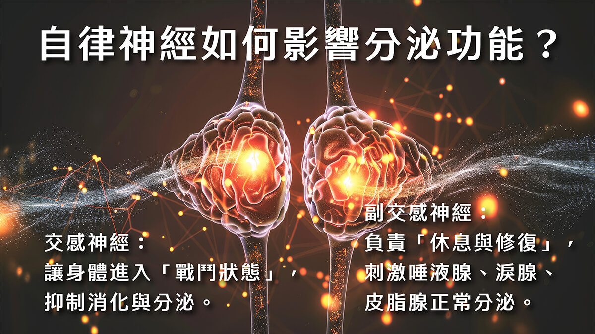 乾燥症_3自律神經如何影響分泌功能